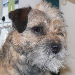 Rolling-Coat-bei-einem-Border-Terrier-co-S-Wellner